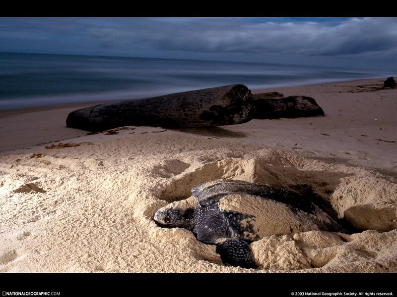 Sea turtle nesting on beach