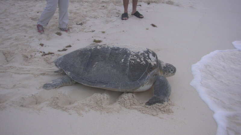 Sea Turtle on Beach — Beige