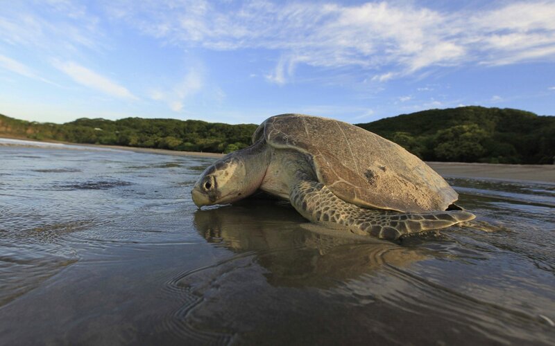 Sea Turtle on Beach — Blue, Serene, Afternoon