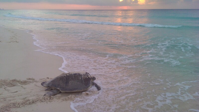 Sea Turtle on Beach — Blue, Serene