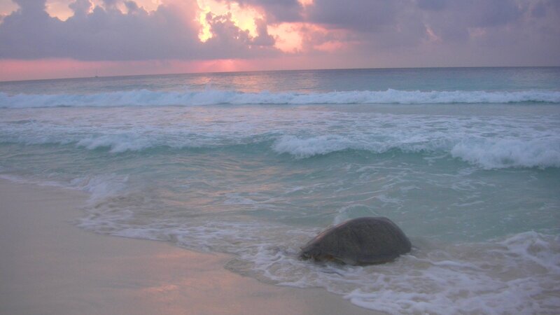 Sea Turtle on Beach — Blue