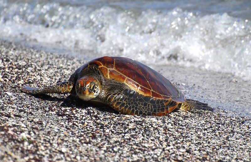 Sea Turtle on Beach — Brown, Calm