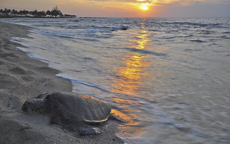 Sea Turtle on Beach — Gold, Serene