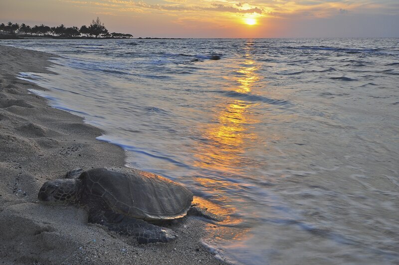 Sea Turtle on Beach — Gold