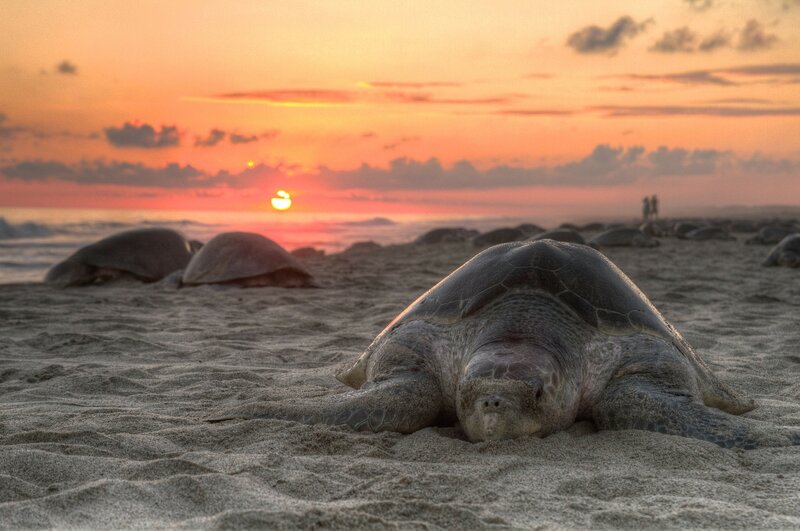Sea Turtle on Beach — Orange
