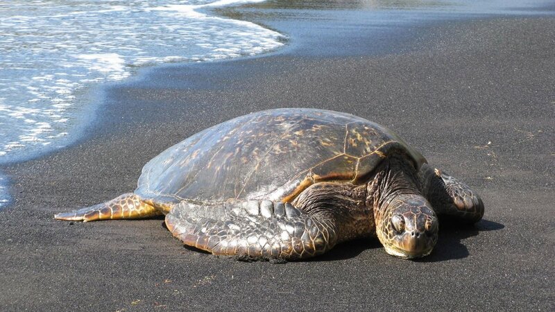 Sea turtle on black sand beach