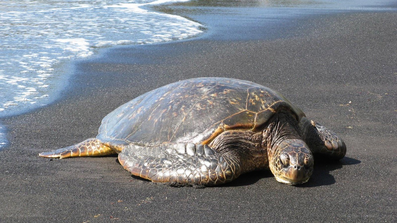 Sea turtle on black sand beach