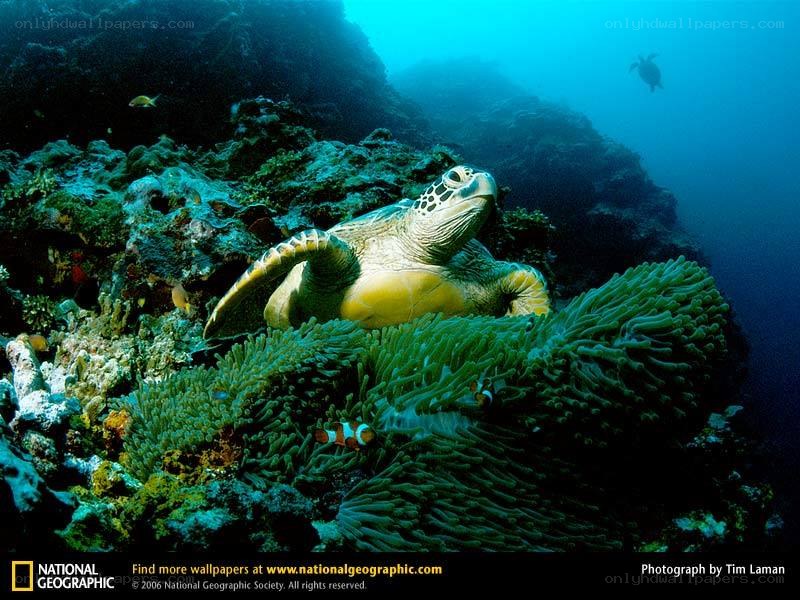 Sea turtle on coral reef