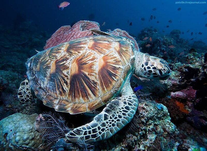 Sea turtle on coral reef