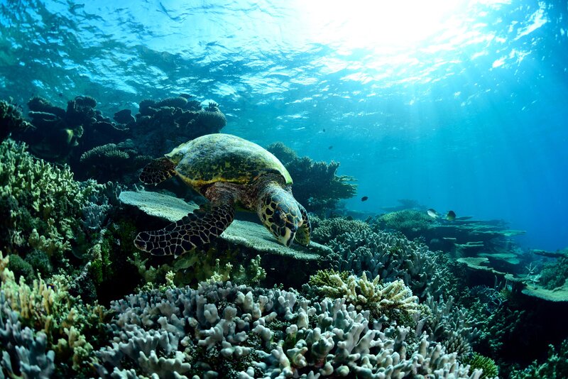 Sea Turtle on Coral Reef — Blue, Serene, Afternoon