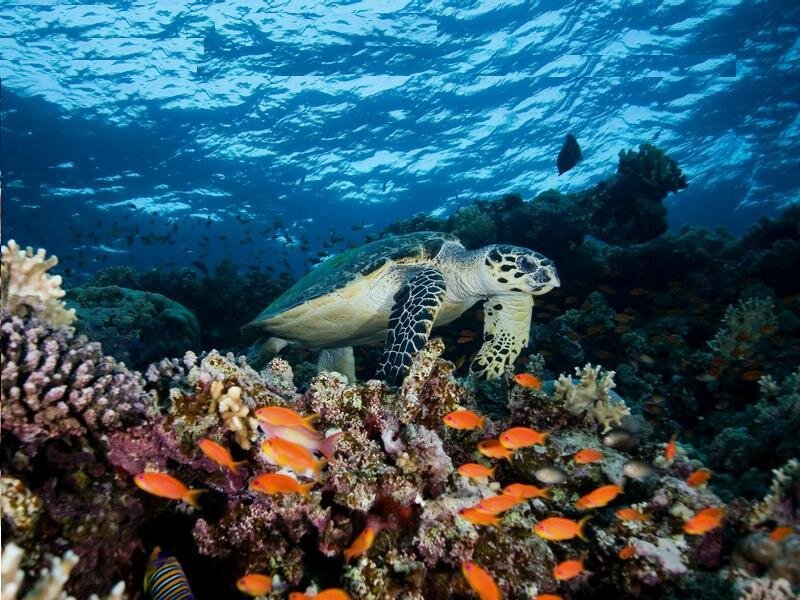 Sea Turtle on Coral Reef — Blue