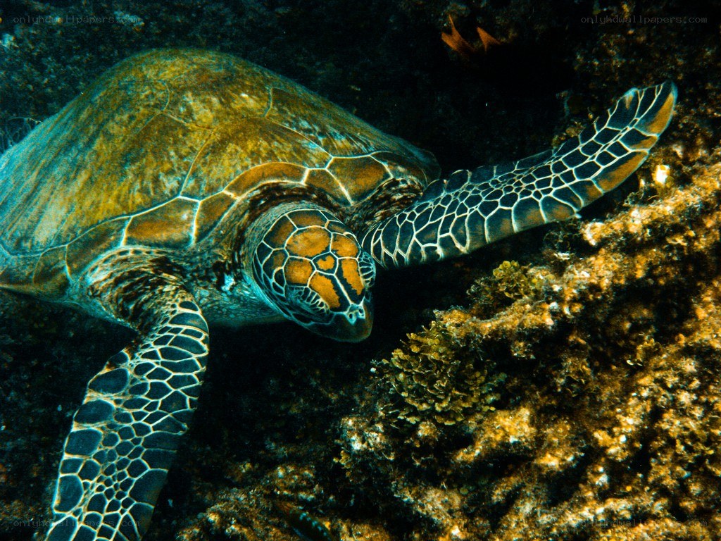 Sea turtle on coral reef