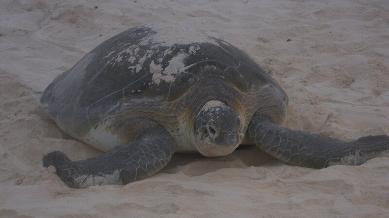 Sea Turtle on Sand