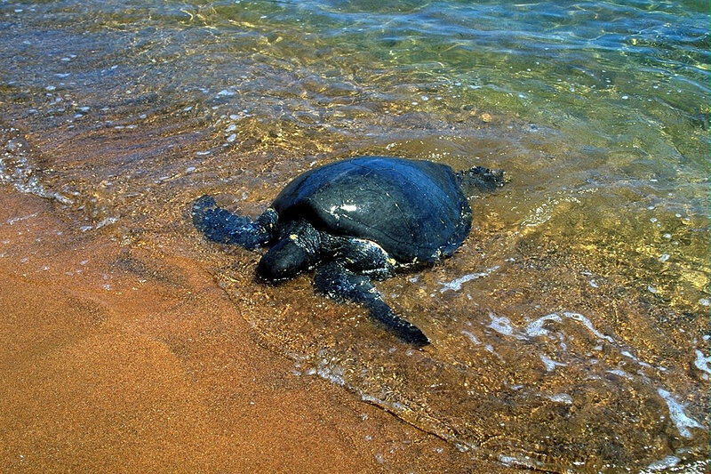 Sea turtle on sandy beach
