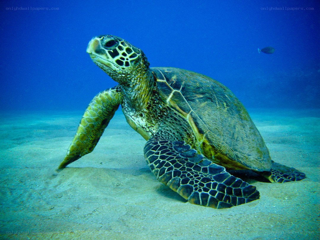 Sea turtle on sandy ocean floor