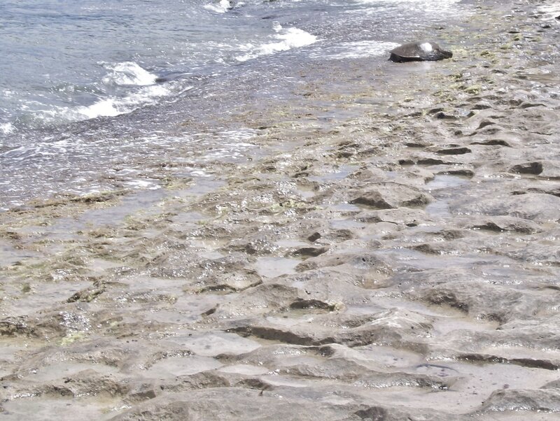 Sea Turtle on Shore