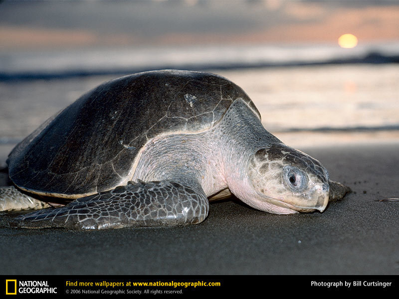 Sea turtle on the beach