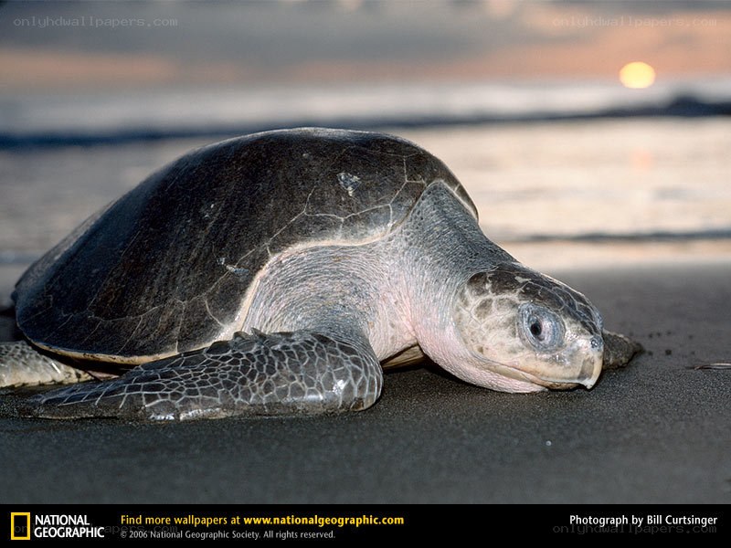 Sea turtle on the beach