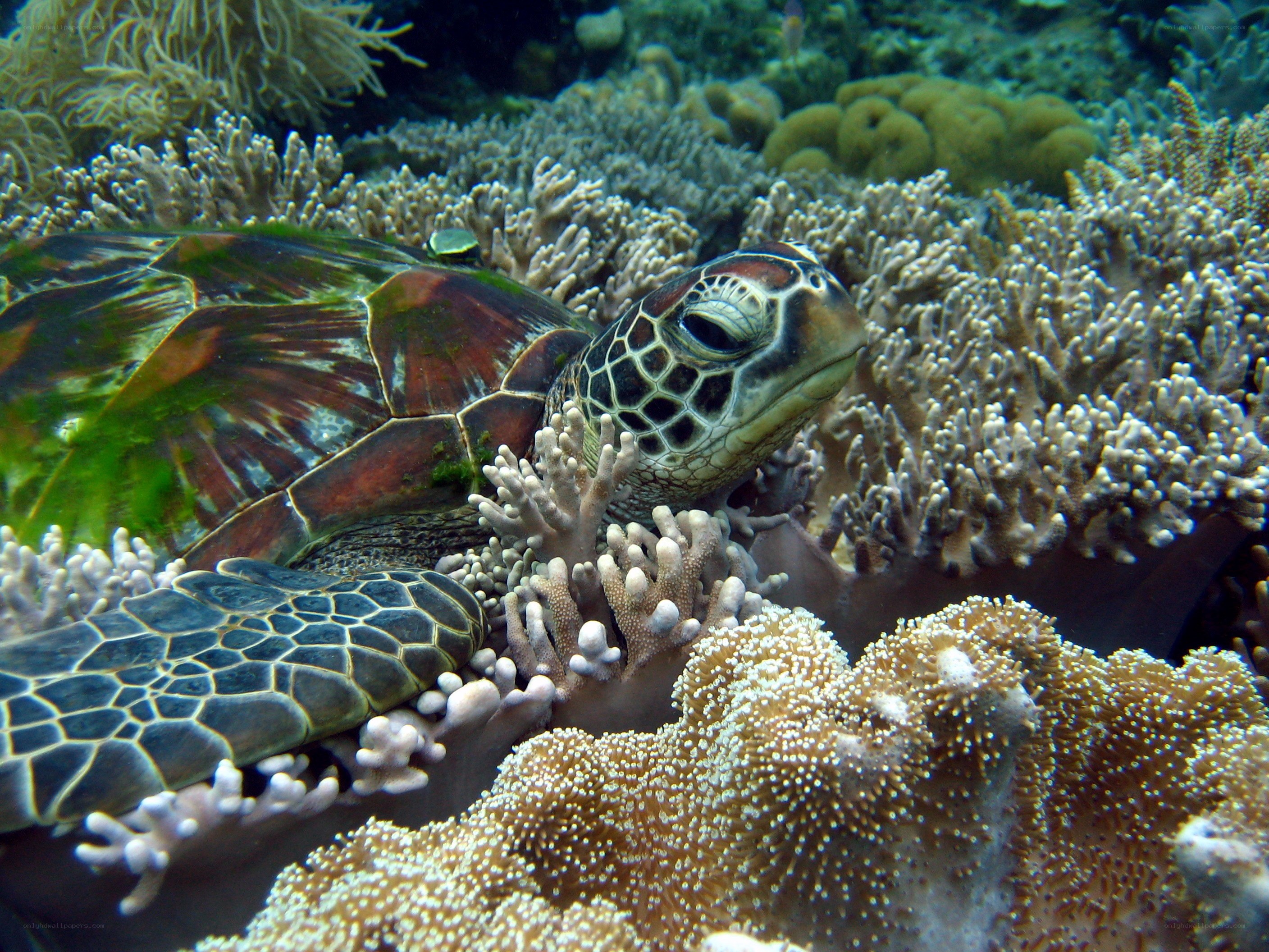 Sea turtle resting on coral reef