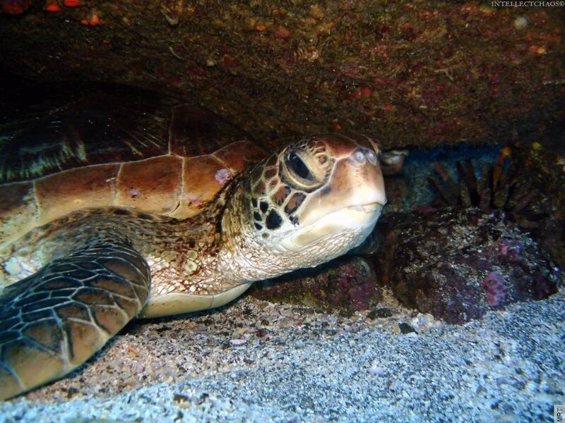 Sea turtle resting underwater