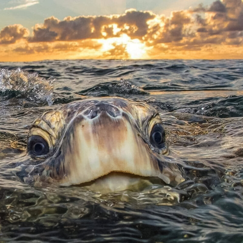 Sea Turtle Surfacing