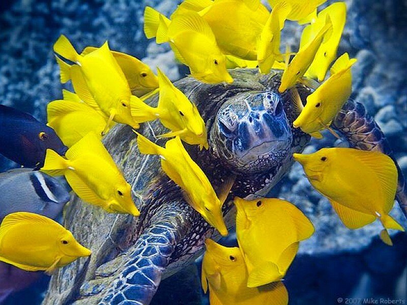 Sea turtle surrounded by yellow fish