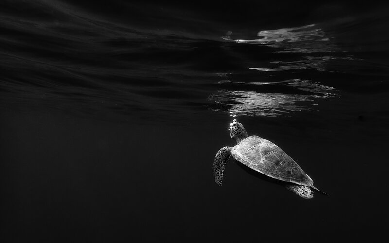 Sea Turtle Swimming — Black