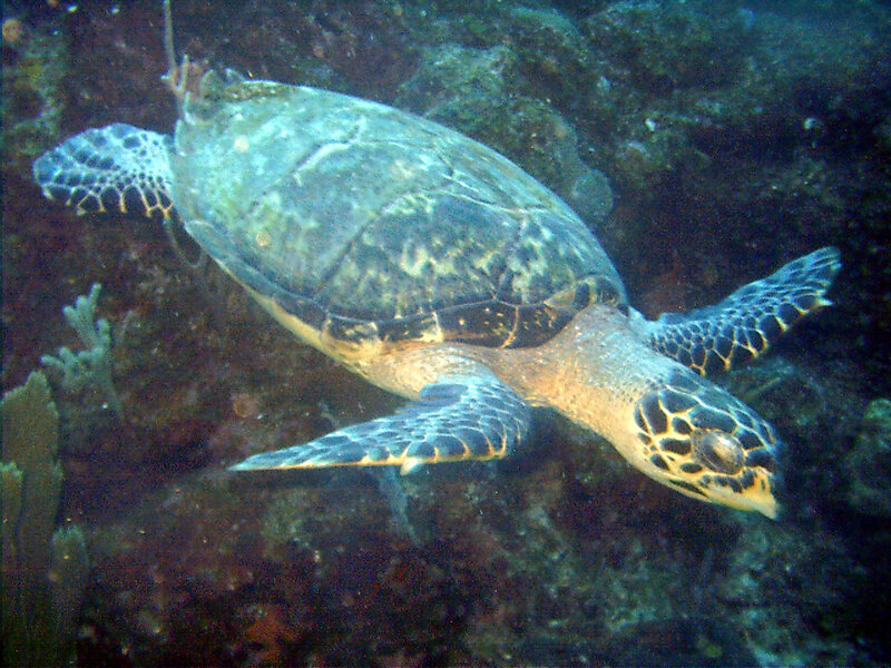 Sea Turtle Swimming — Blue, Calm, Photograph, Coral