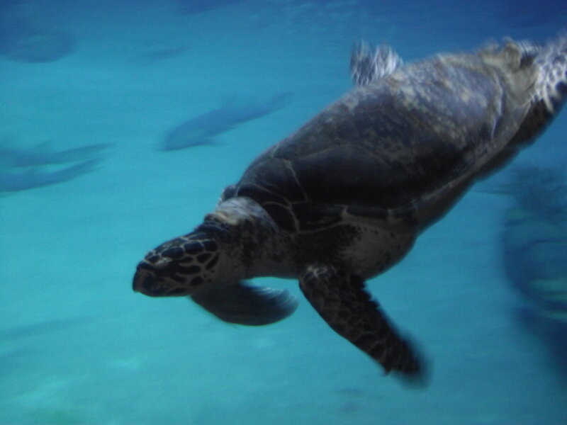 Sea Turtle Swimming — Blue, Calm, Photograph