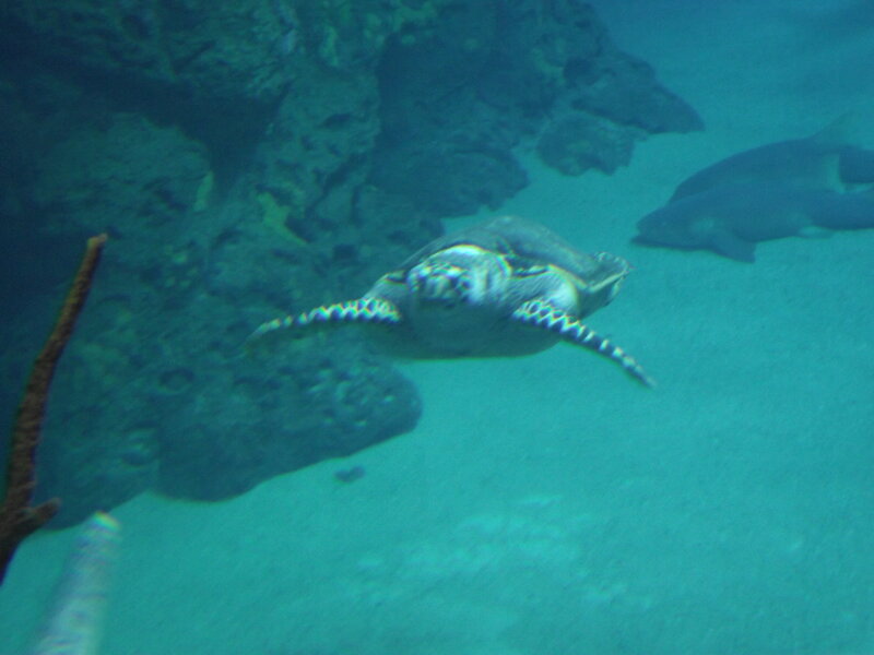 Sea Turtle Swimming — Blue, Calm