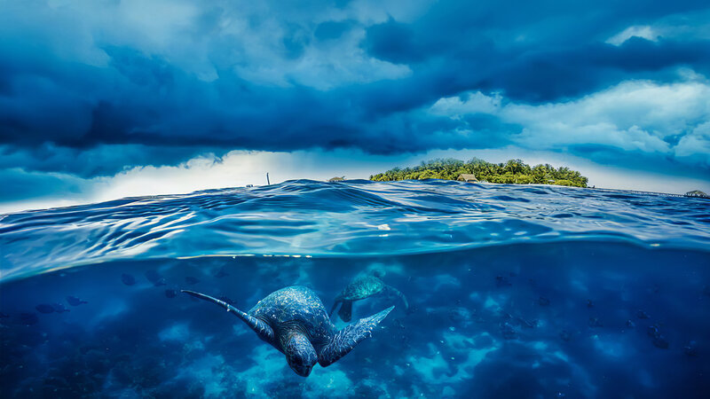 Sea Turtle Swimming — Blue, Dramatic, Photograph