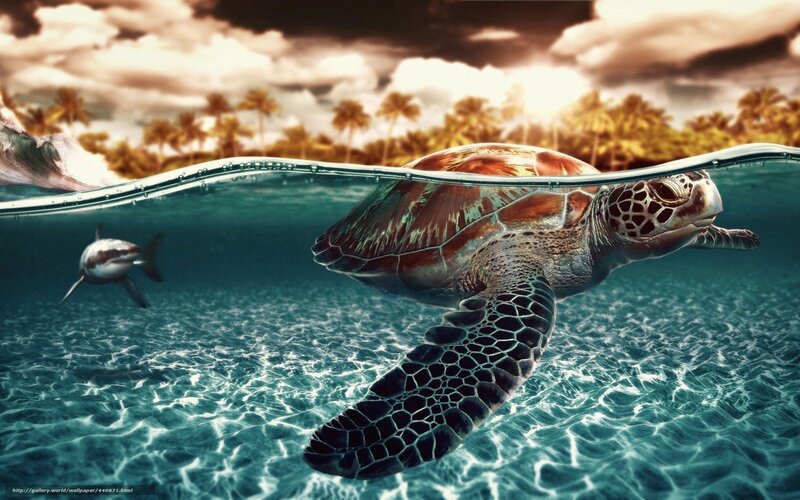 Sea Turtle Swimming — Blue, Dramatic, Sunset, Digital Art, Shark