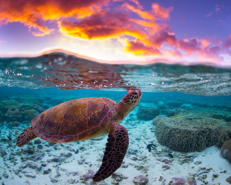 Sea Turtle Swimming — Blue, Dramatic, Sunset, Photograph