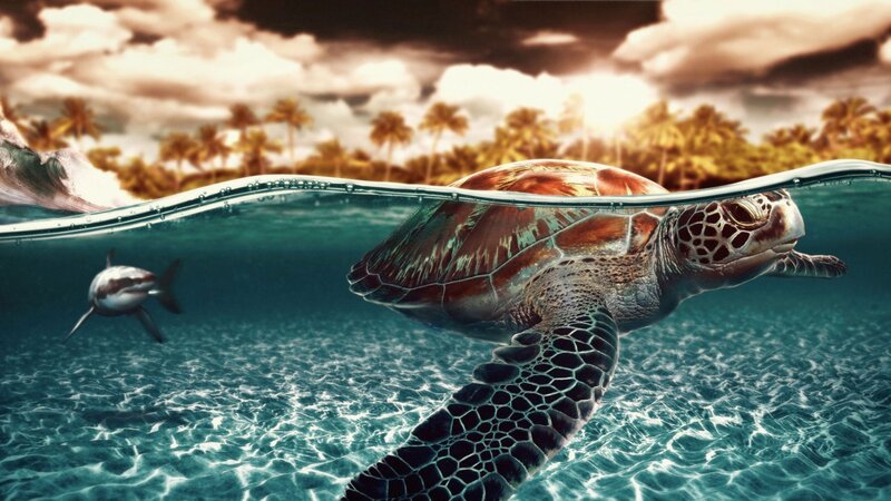 Sea Turtle Swimming — Blue, Dramatic, Sunset