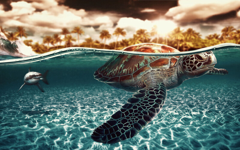 Sea Turtle Swimming — Blue, Dramatic