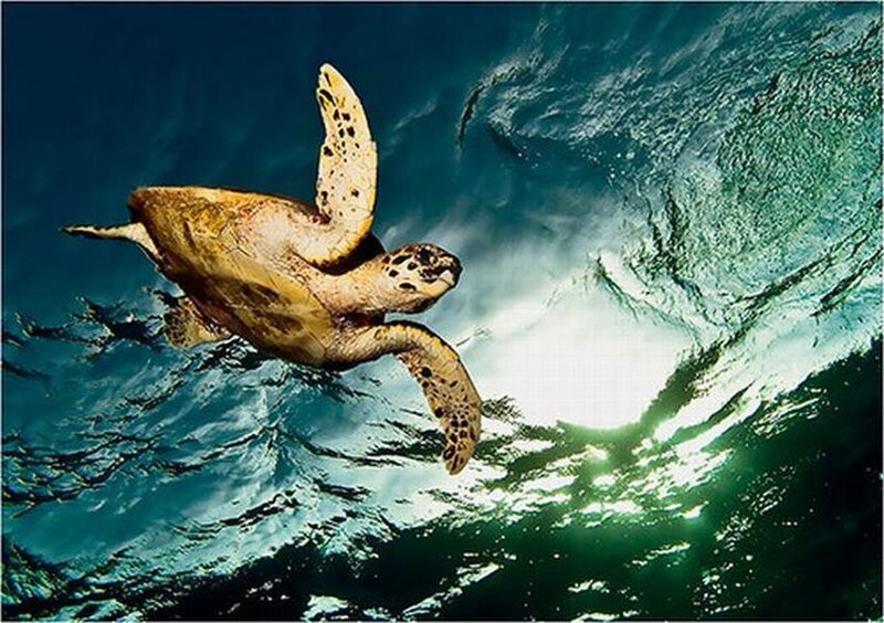 Sea Turtle Swimming — Blue, Dynamic