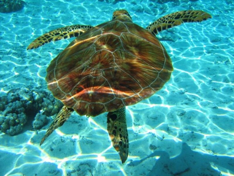 Sea Turtle Swimming — Blue, Serene, Afternoon, Photograph, Coral