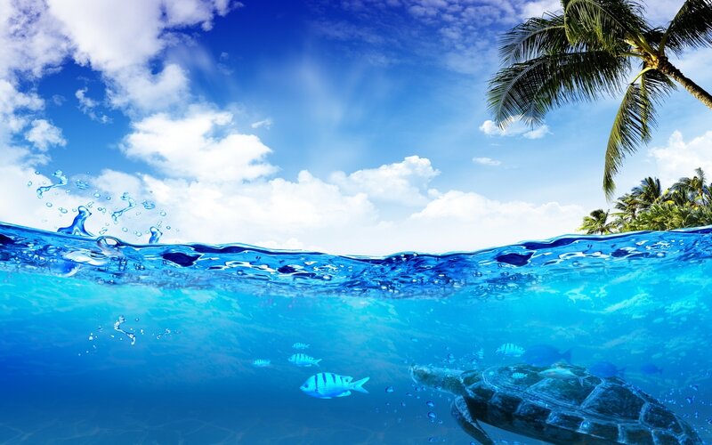Sea Turtle Swimming — Blue, Serene, Afternoon, Photograph, Fish, Palm Tree