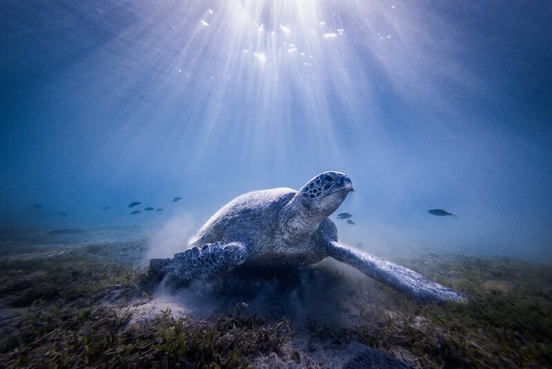 Sea Turtle Swimming — Blue, Serene, Afternoon, Photograph, Fish, Sunlight