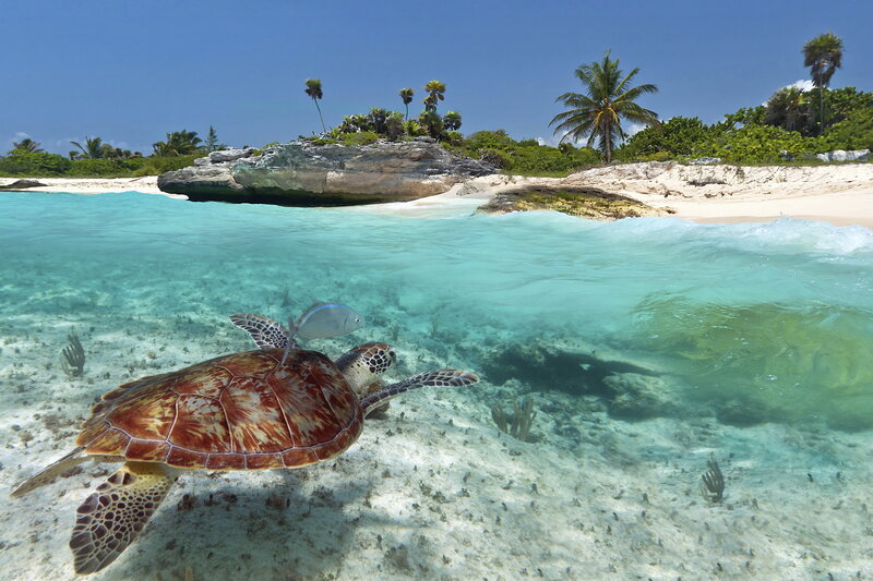 Sea Turtle Swimming — Blue, Serene, Afternoon, Photograph, Fish
