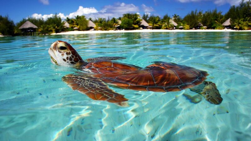 Sea Turtle Swimming — Blue, Serene, Afternoon, Photograph, Ocean, Beach