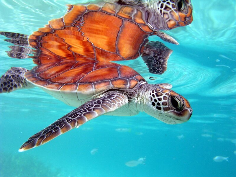 Sea Turtle Swimming — Blue, Serene, Afternoon, Photograph, Ocean, Fish