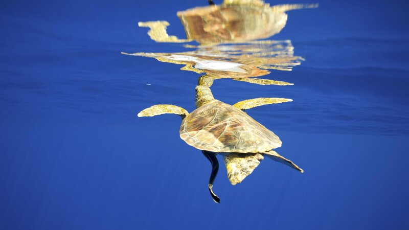 Sea Turtle Swimming — Blue, Serene, Afternoon, Photograph, Ocean, Reflection, Green