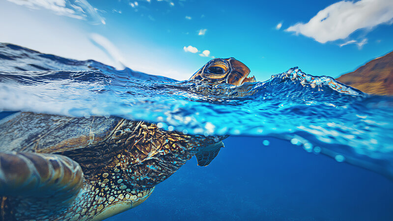 Sea Turtle Swimming — Blue, Serene, Afternoon, Photograph, Ocean, Sky