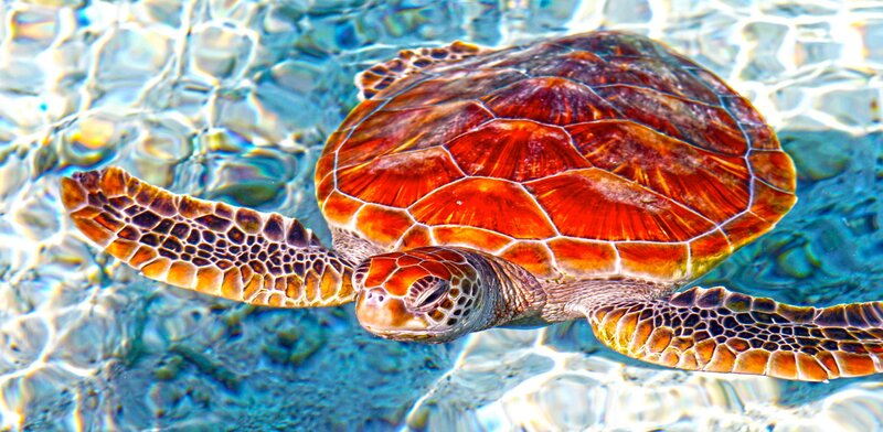 Sea Turtle Swimming — Blue, Serene, Afternoon, Photograph, Ocean, Sunlight