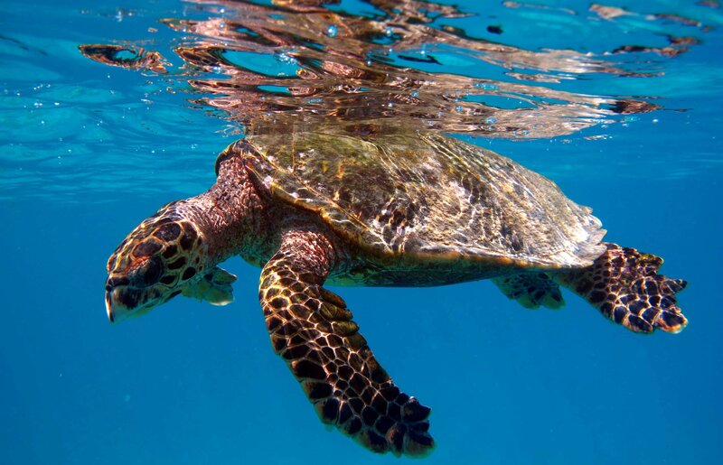 Sea Turtle Swimming — Blue, Serene, Afternoon, Photograph, Ocean