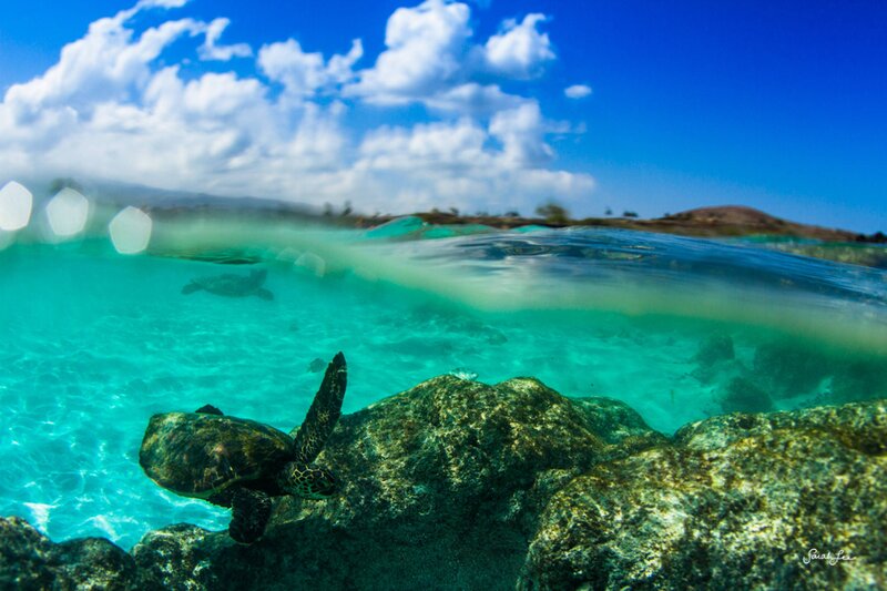 Sea Turtle Swimming — Blue, Serene, Afternoon, Photograph, Rocks