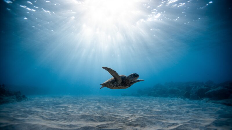 Sea Turtle Swimming — Blue, Serene, Afternoon, Photograph, Sunlight, Sand, Rocks