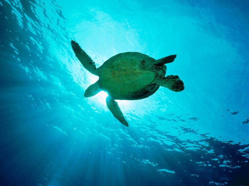 Sea Turtle Swimming — Blue, Serene, Afternoon, Photograph, Sunlight