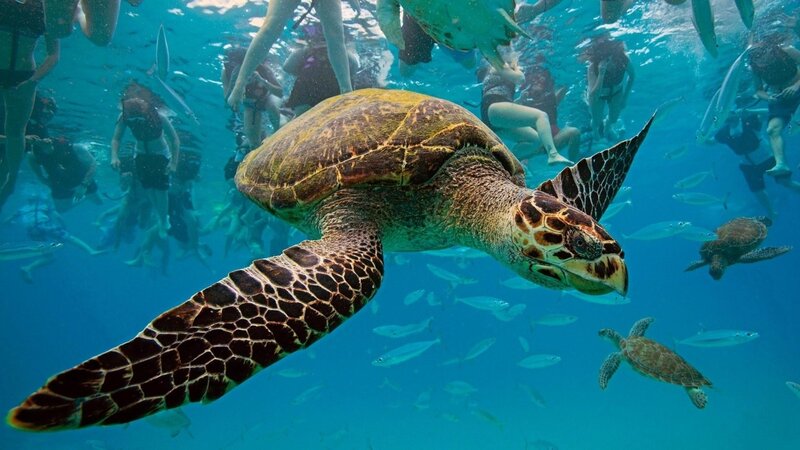Sea Turtle Swimming — Blue, Serene, Afternoon, Photograph